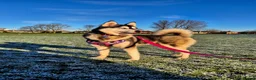 Pomsky dogs for sale: Pomsky puppies from Health tested parents - Advert 12
