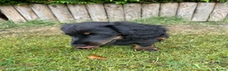 Miniature Dachshund dogs for sale: Miniature long haired dachshunds  - Advert 3