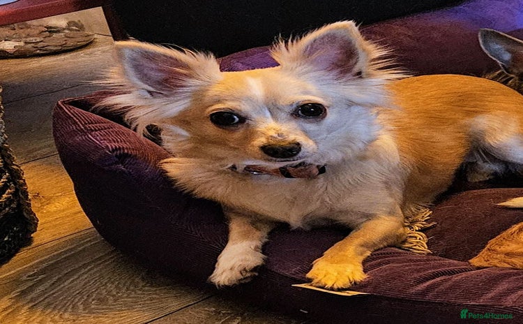 Chihuahua dogs - Advert 3