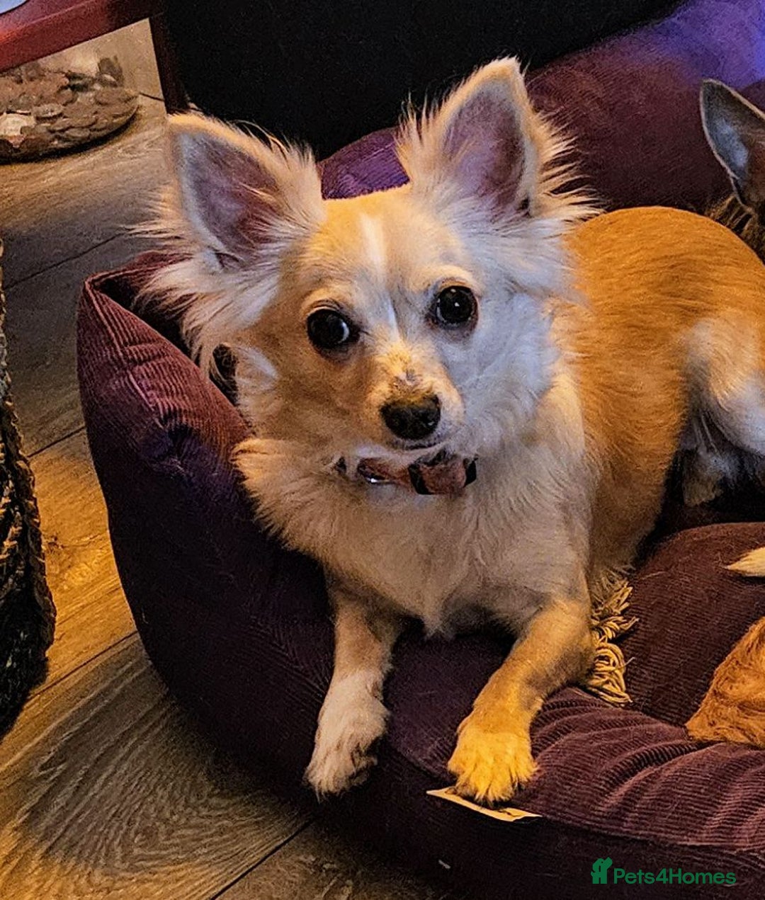 Chihuahua dogs for sale: Tilly & Harley - Image 1