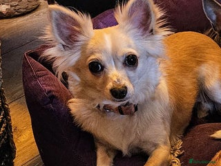 Chihuahua dogs - Advert 8