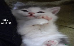 Siamese cats for sale: Bi colour blue and white kittens - Image 11