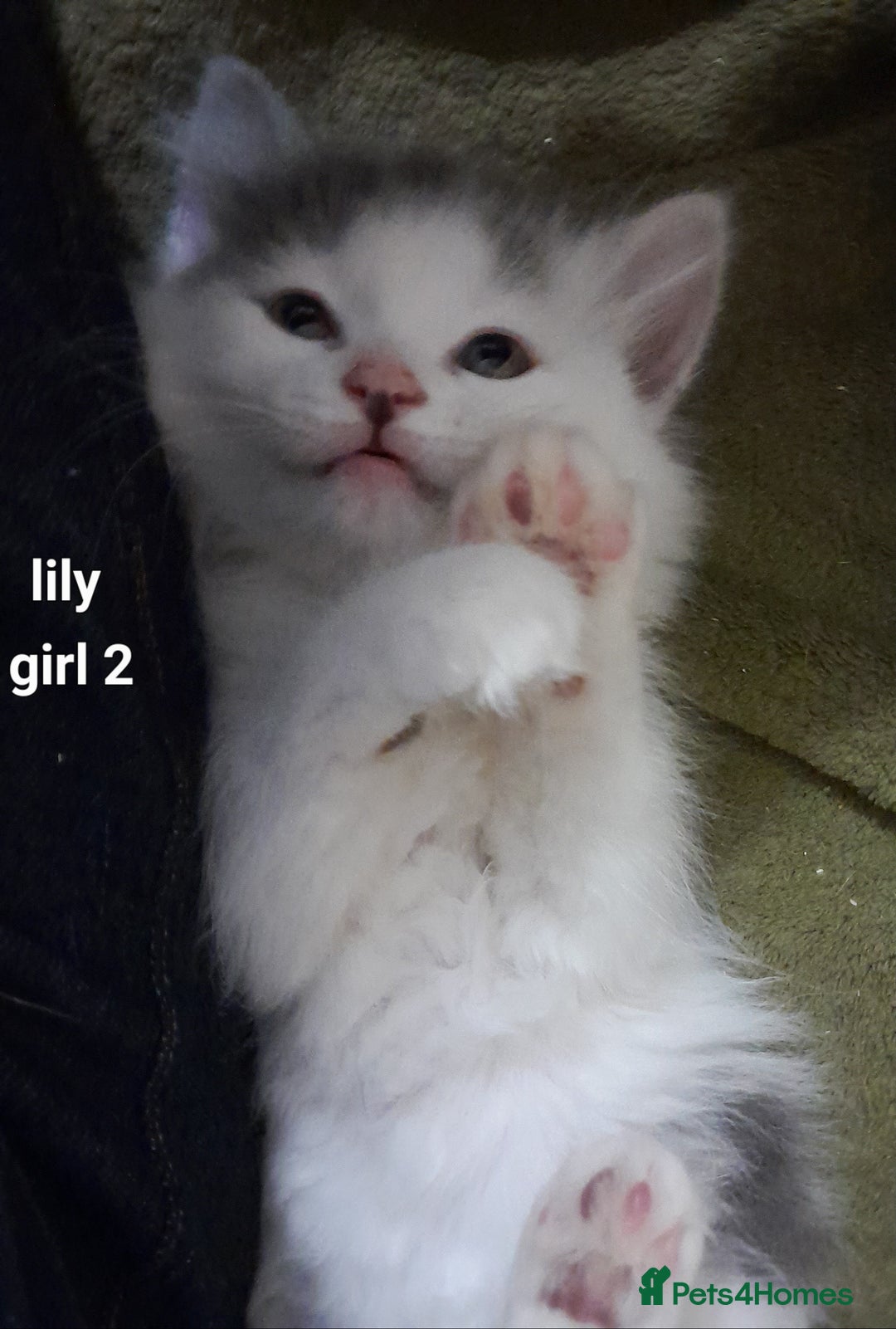 Siamese cats for sale: Bi colour blue and white kittens - Image 11