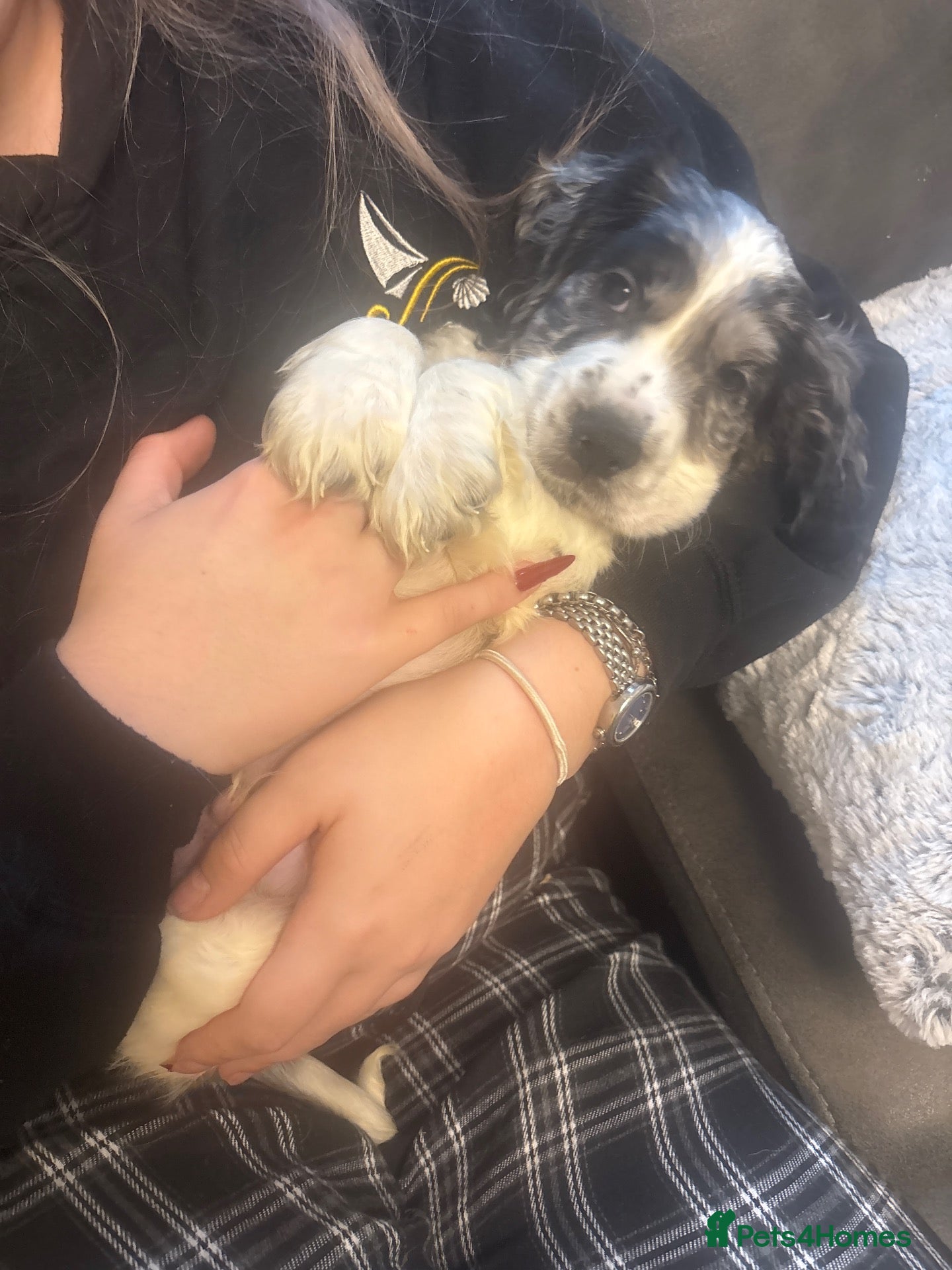 Cocker Spaniel dogs for sale: Cocker spaniel puppies  - Advert 2