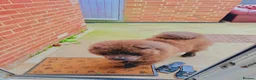 Chow Chow dogs for sale: Pluto in Towcester - Advert 5