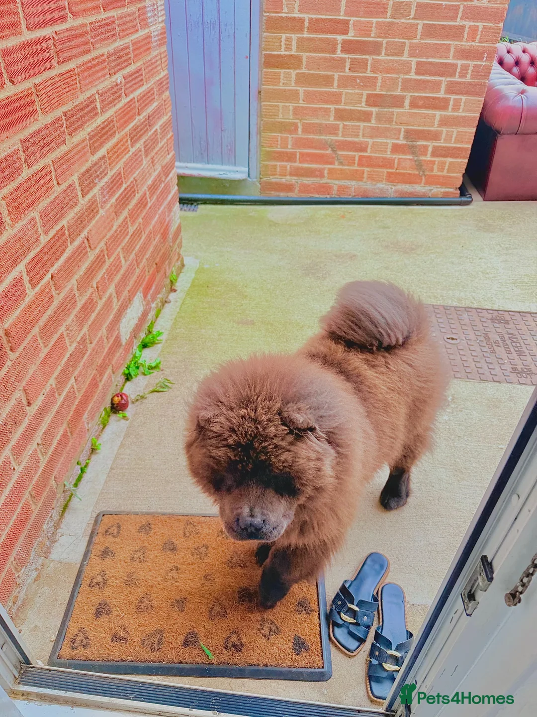 Chow Chow dogs for sale: Pluto in Towcester - Advert 5