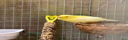 Canaries birds for sale: 6 Canaries in Didcot - Advert 3