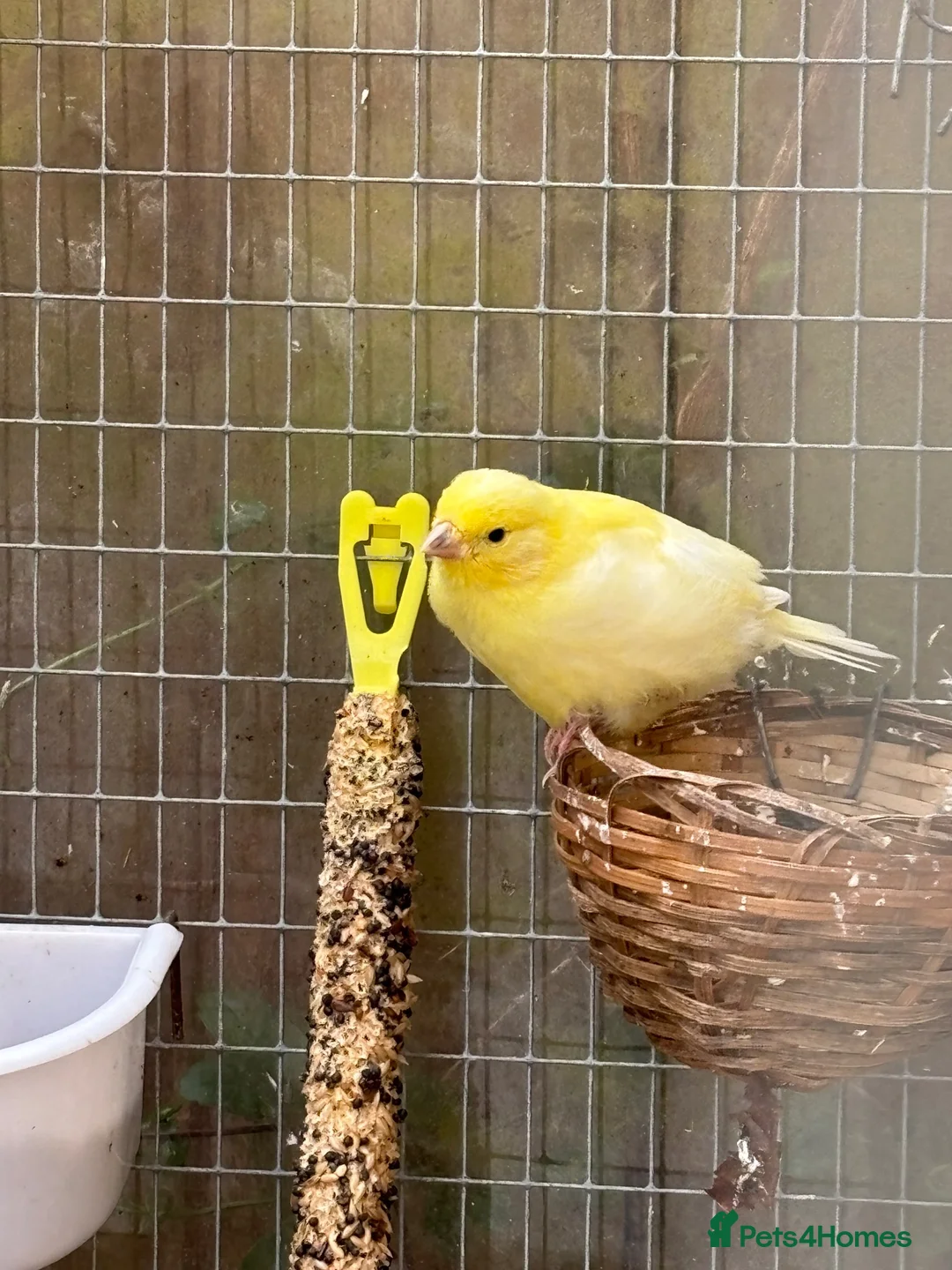 Canaries birds for sale: 6 Canaries in Didcot - Advert 3