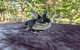 Rex rabbits for sale: Mini Rex Buck - Image 21
