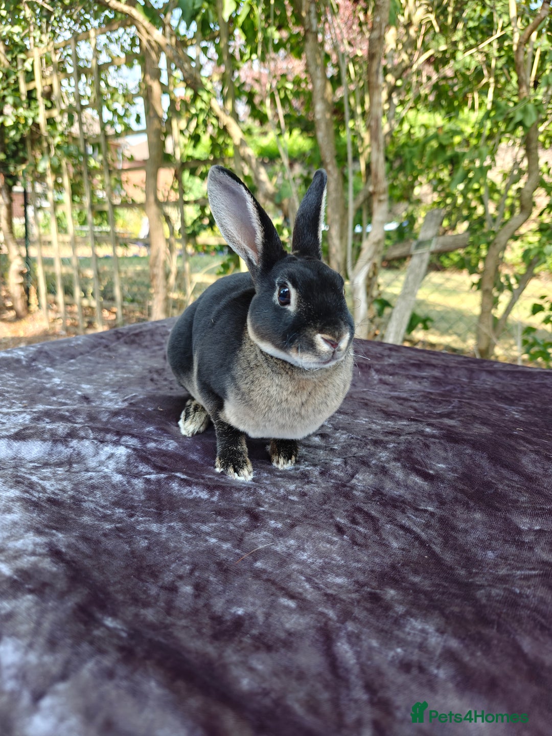 Rex rabbits for sale: Mini Rex Buck - Image 21