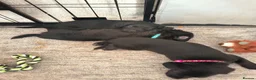 Mixed Breed dogs for sale: Patterdale terrier puppies  - Advert 17