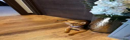 Abyssinian cats for sale: Pure Abyssinian available  - Advert 6