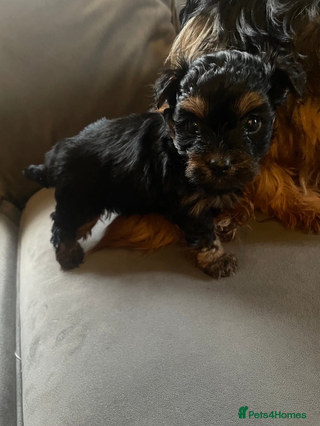 Yorkshire Terrier dogs for sale: Ready to go 2 boys snd 2 girls  - Advert 7