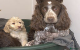Cockapoo dogs for sale: F1 Cockapoo Puppies  - Image 6
