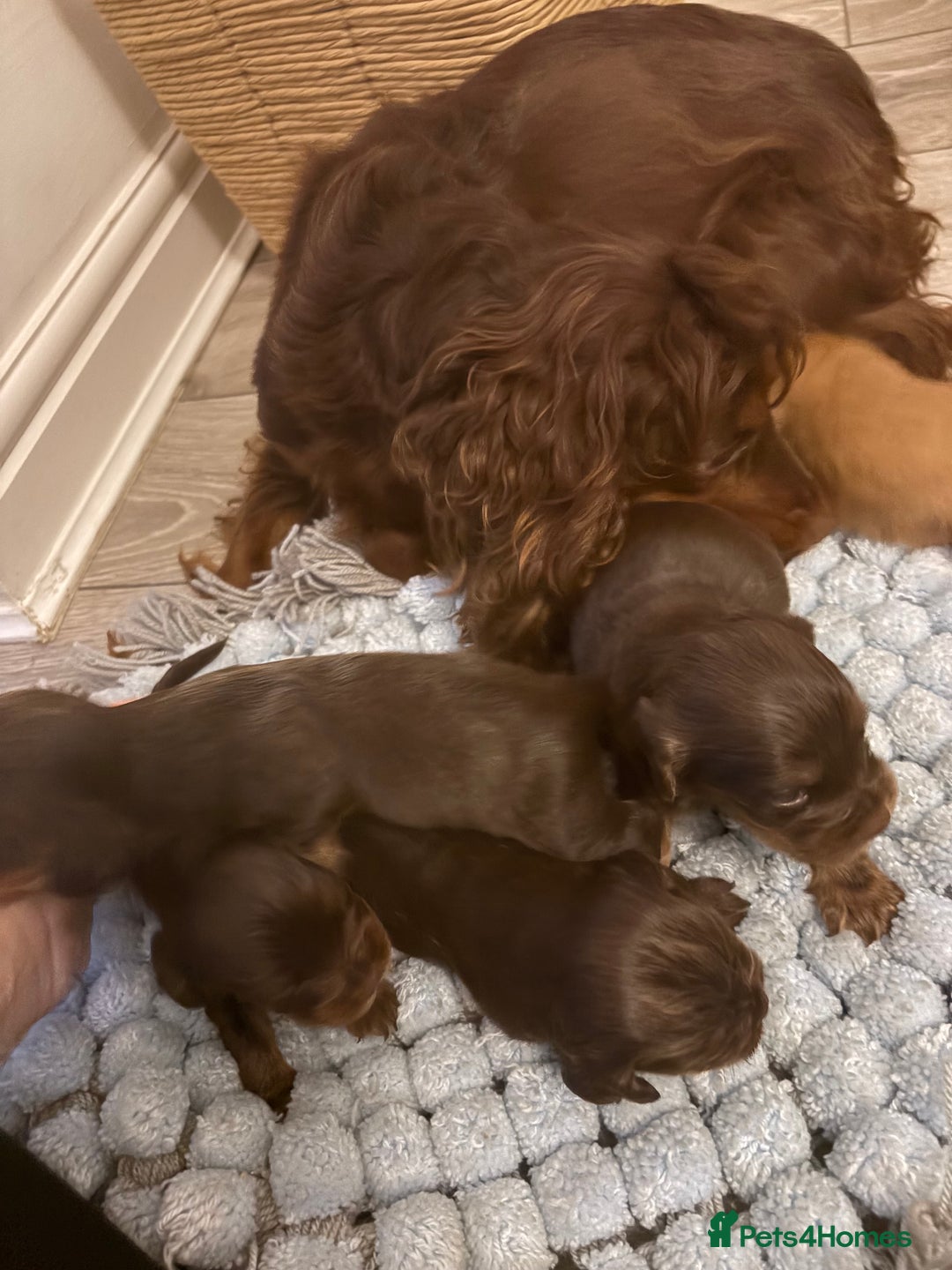 Cocker Spaniel dogs for sale: Cocker spaniel puppies  - Advert 19