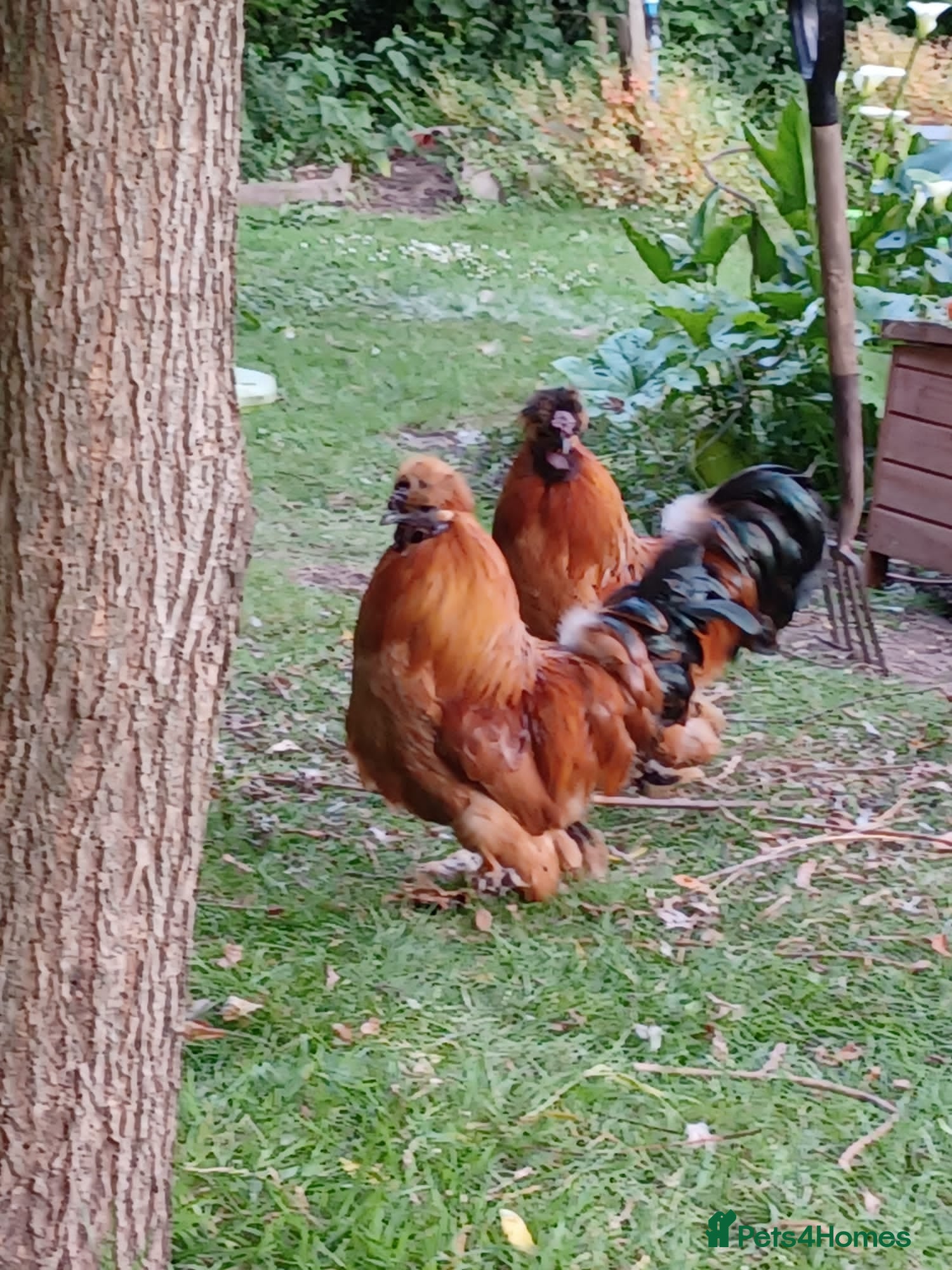 Chickens poultry 2 Silkie Cockerels Looking For New Flocks - Advert 3