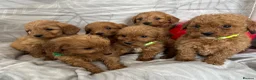 Cockapoo dogs for sale: Beautiful f1B cockapoo Boys  - Advert 3