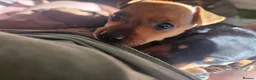 Miniature Pinscher dogs for sale: Adorable miniature pinscher puppies  - Advert 6
