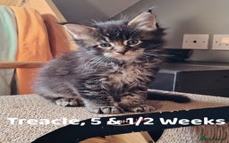 Maine Coon cats for sale: Home raised stunning Mainecoon boys. - Image 35