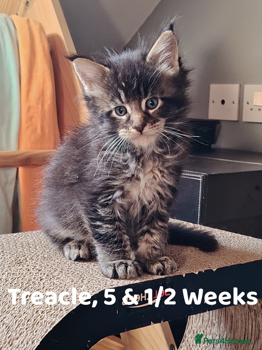 Maine Coon cats for sale: Home raised stunning Mainecoon boys. - Image 35