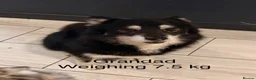Pomsky dogs for sale: Last boy he had found his forever home please read - Advert 16