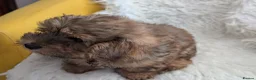 Mixed Breed dogs for sale: Adorable, dachshund/schnauzer/shichon x  in Margate - Advert 27
