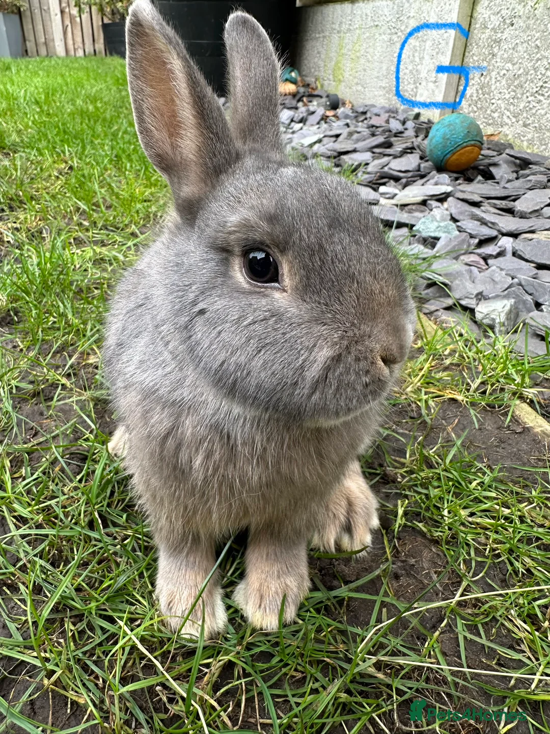 Netherland Dwarf rabbits for sale: Netherland Dwarf Rabbits for sale  - Advert 3
