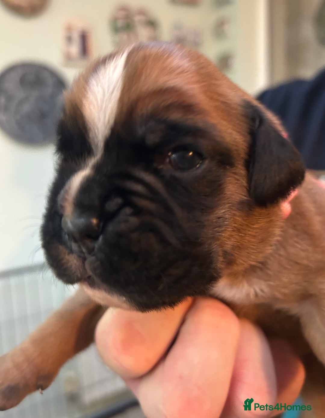 Boxer dogs for sale: Adorable BOXER puppies - Advert 21