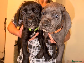 Cane Corso dogs Pure breed Cane corso puppies - Advert 3