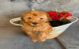 Toy Poodle dogs for sale: KC REG Purebred Stunning Toy Poodle Pups❤️  - Image 6