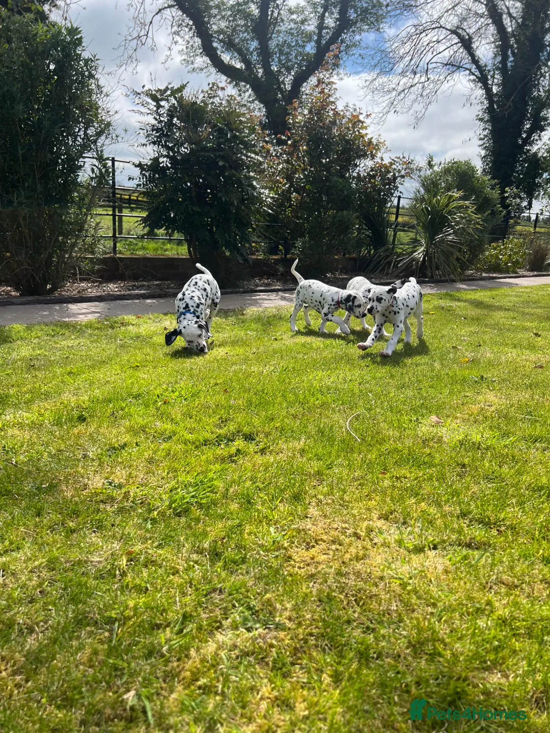 Dalmatian dogs for sale: Beautiful litter of Dalmatian puppies  - Advert 2