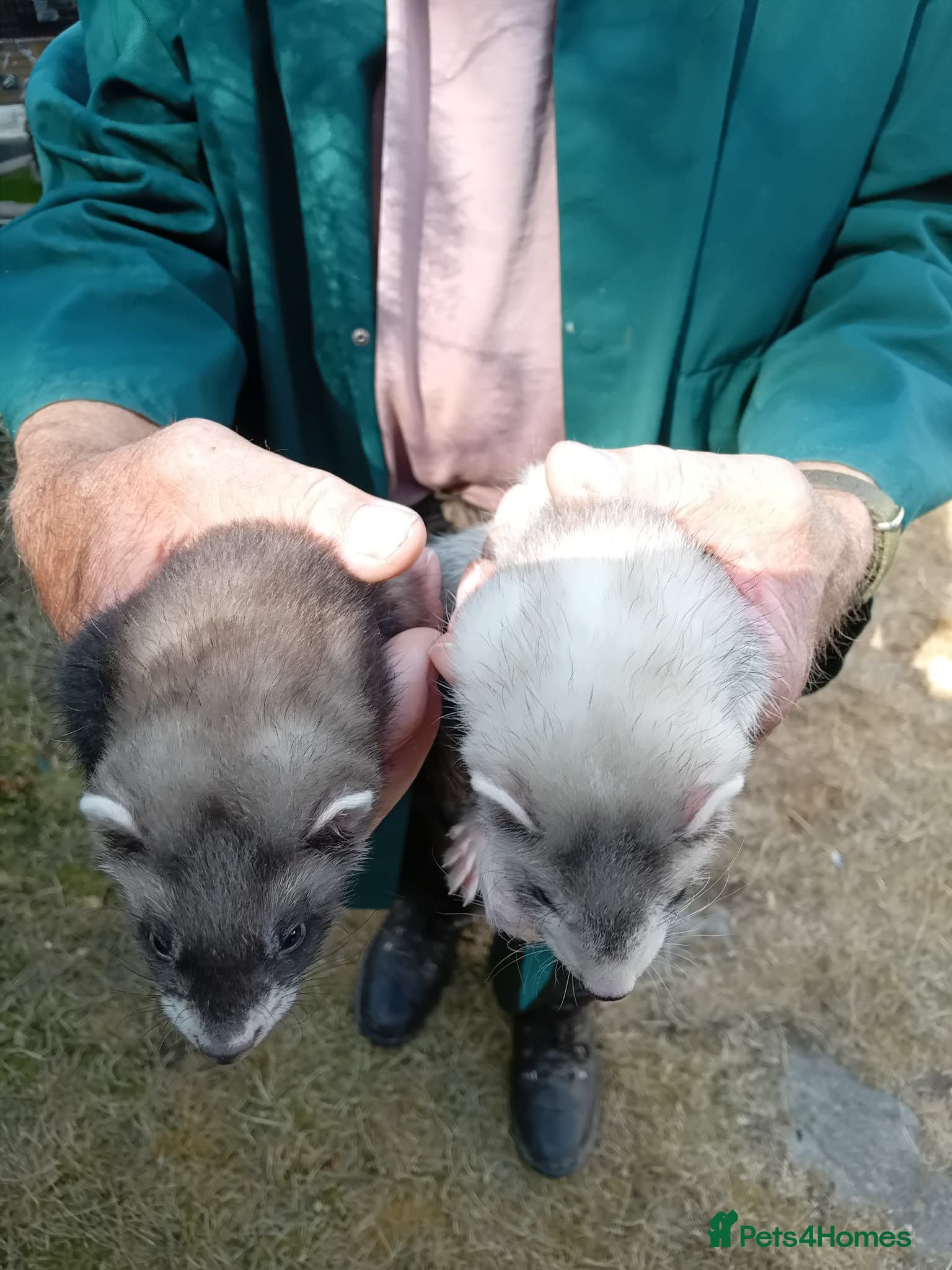 Ferret rodents Half micro ferrets males and females - Advert 7