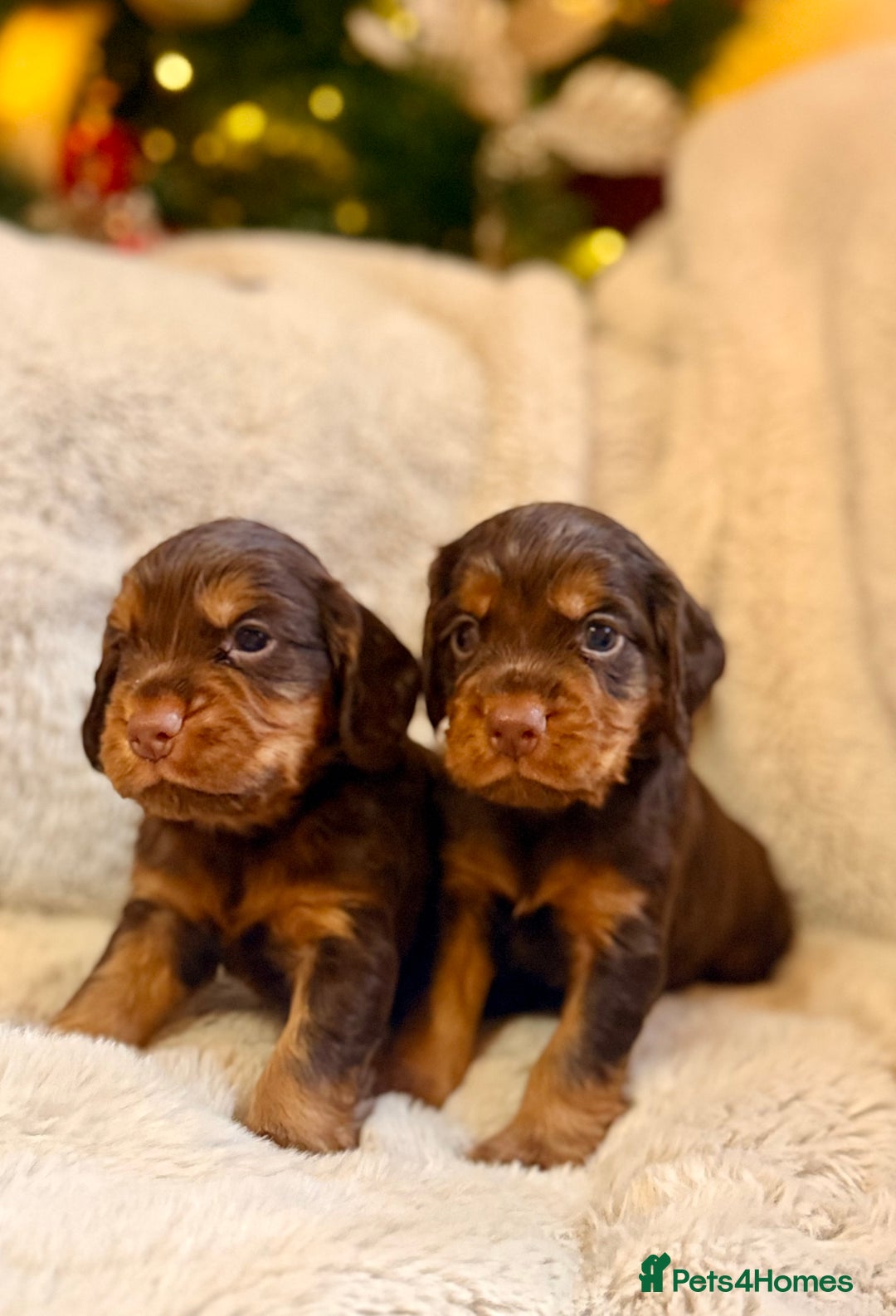 Cocker Spaniel dogs for sale: 8 health checked true quality working cocker pups - Advert 10