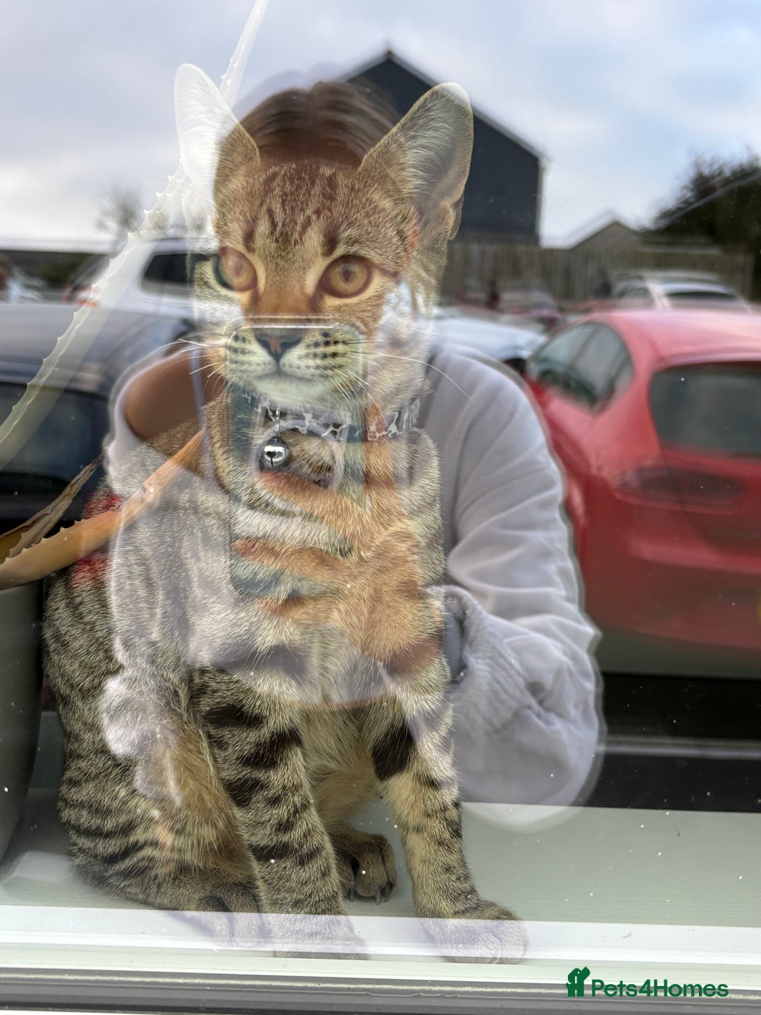 Mixed Breed cats for sale: Two female 9 month old kittens - Advert 3