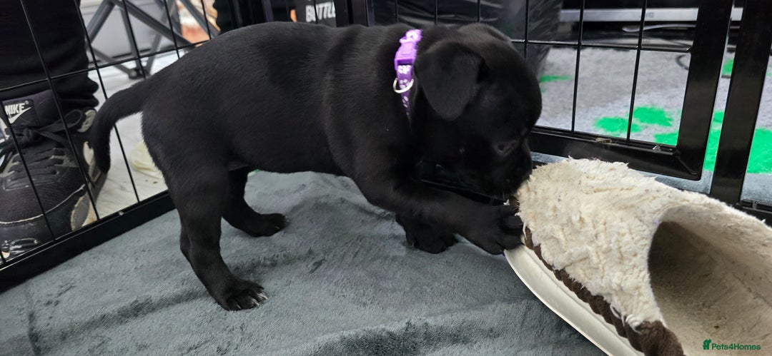 Staffordshire Bull Terrier dogs for sale: Champion bloodlines kc stafford  pups  - Advert 8