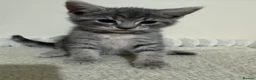 Domestic Shorthair cats for sale: Lovely tabby kittens - Advert 15