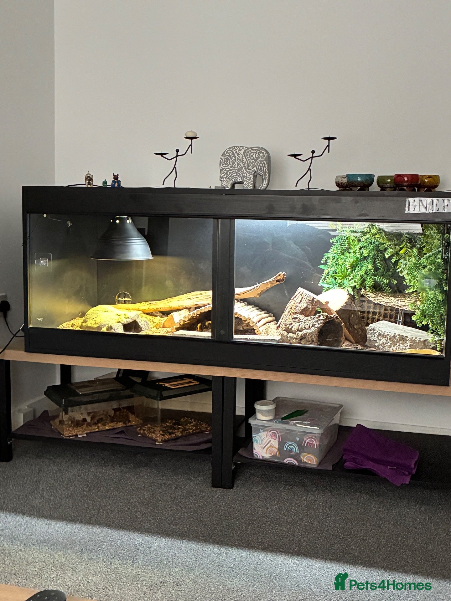 Bearded Dragon reptiles Bearded Dragon - Advert 1