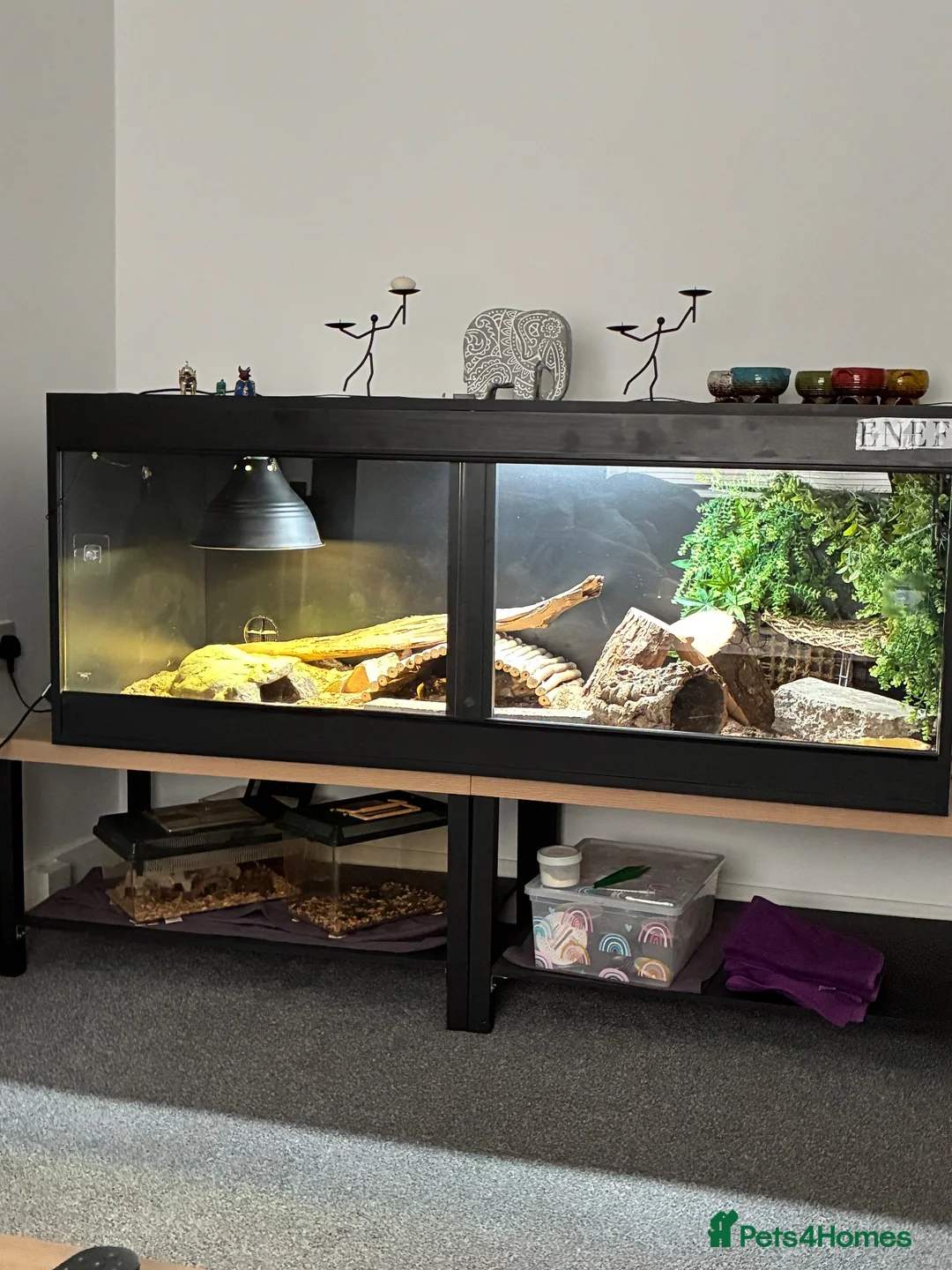 Bearded Dragon reptiles for sale: Bearded Dragon - Advert 1