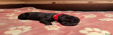 Great Dane 3