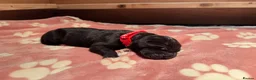 Great Dane dogs for sale: Pedigree Great Dane puppies for sale Shropshire - Advert 7