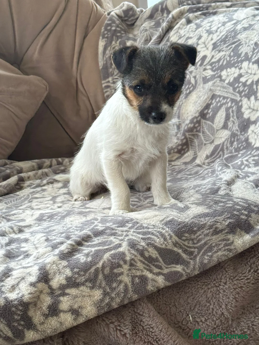 Jack Chi dogs for sale: Jack Russell x Chihuahua  - Advert 5