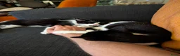 Mixed Breed cats for sale: Pair of Domestic Shorthair tuxedo kittens for sale - Advert 3
