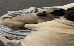 Pug dogs for sale: 2 beautiful pugs looking for their forever home - Image 10
