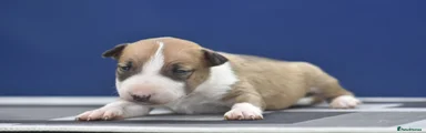 English Bull Terrier 1