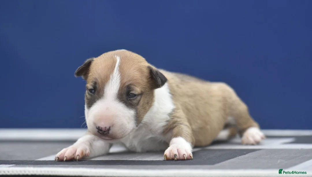 English Bull Terrier dogs for sale: Ready to leave! EBT x MBT - Advert 11