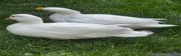 Ducks poultry for sale: Male Call ducks  - Advert 7