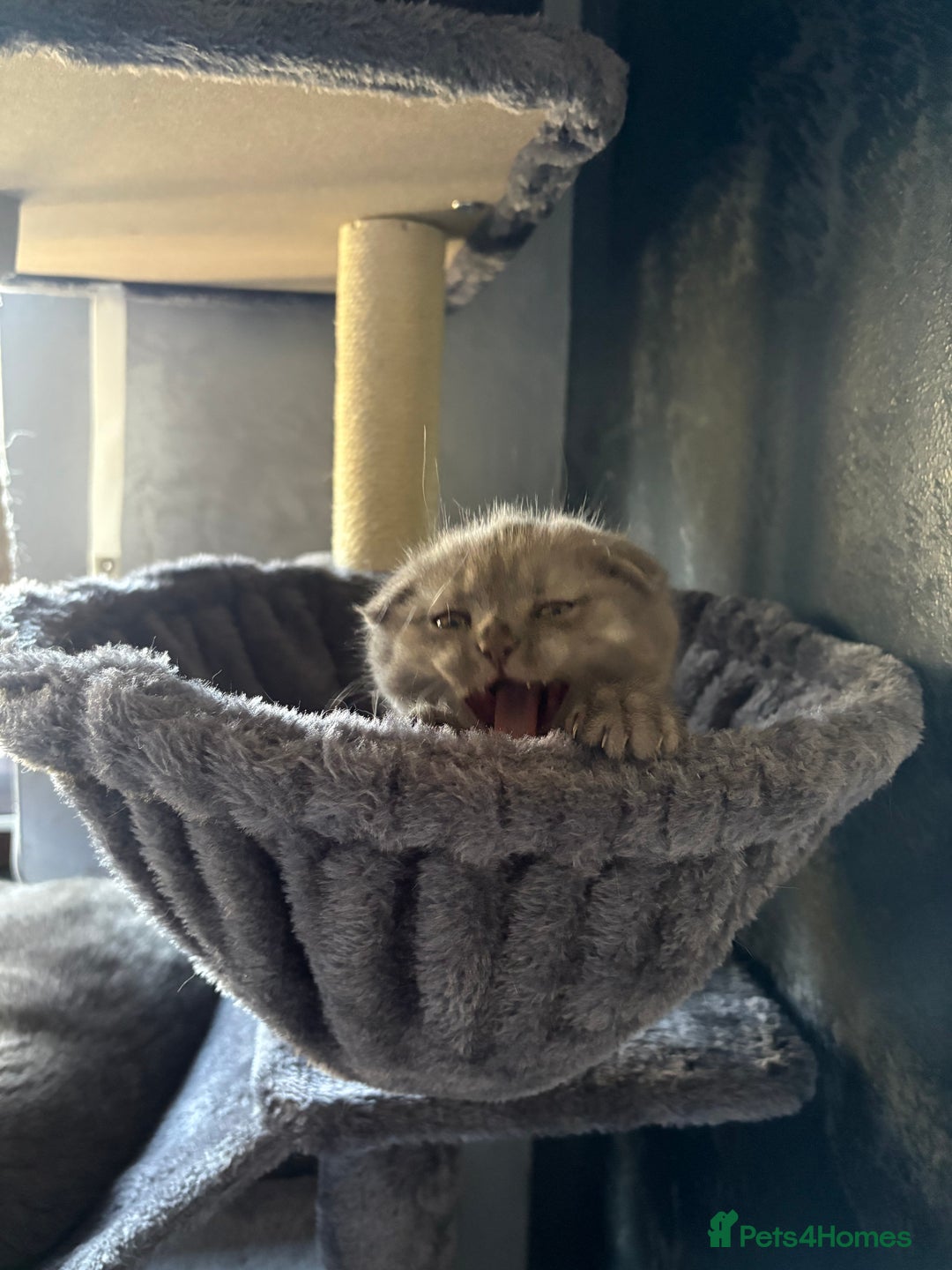 Scottish Fold cats for sale: Scottish Fold kitten - Advert 2