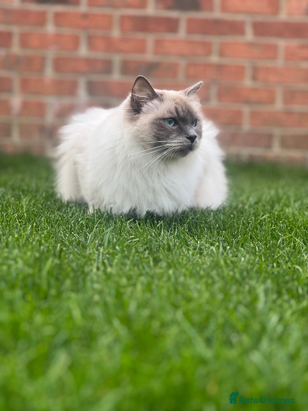 Ragdoll cats for sale: Stunning Ragdoll kittens. Ready 12 December - Image 13