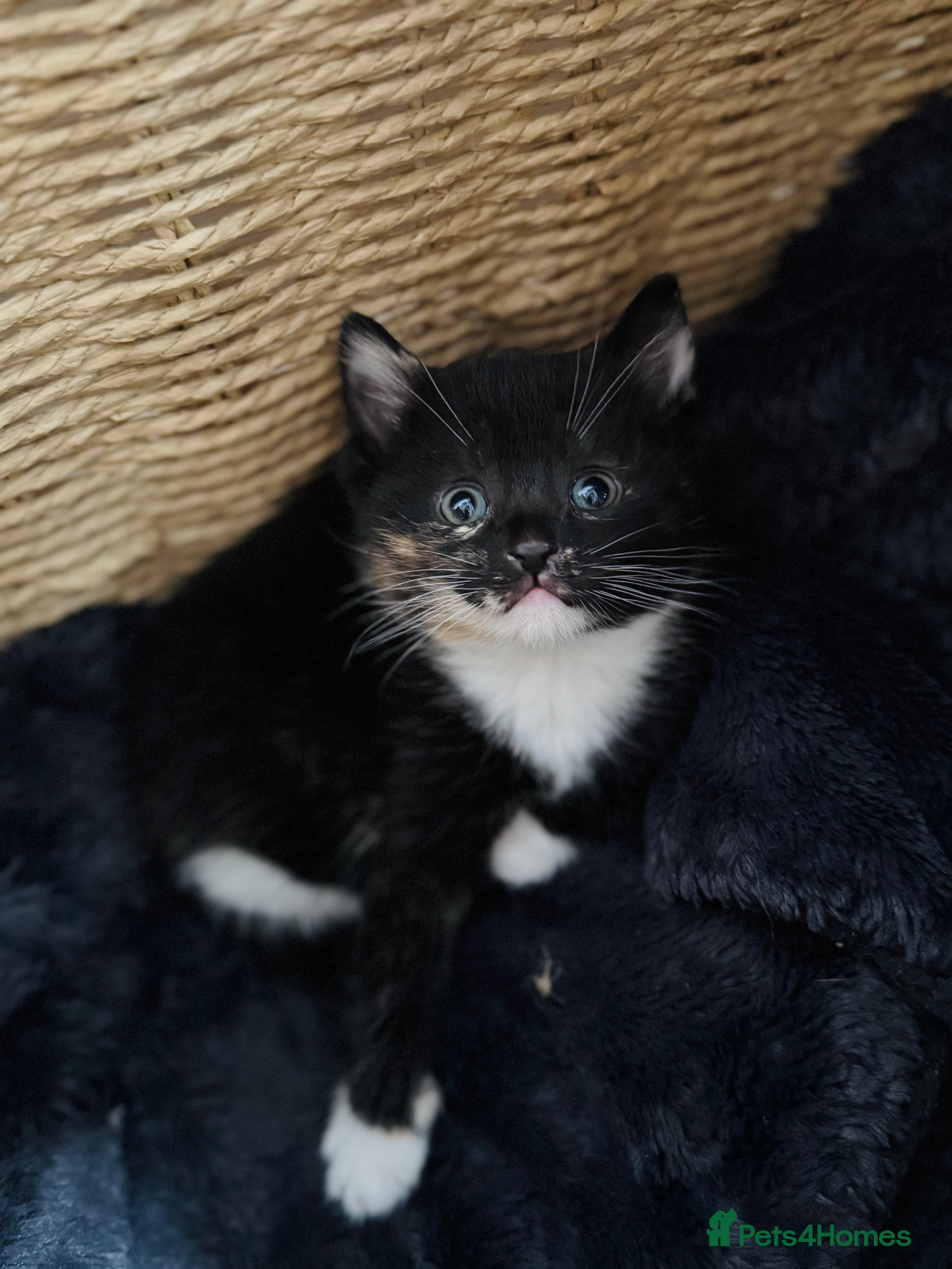 Mixed Breed cats Adorable Fluffy Kittens Looking for Loving Homes - Advert 2