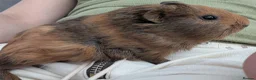 Guinea Pig rodents for sale: 4 week old male guinea pig needs to be rehomed in Aldershot - Advert 2